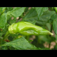 Piment - Capsicum baccatum L. - variete Aji Amarillo (Perou) (3)